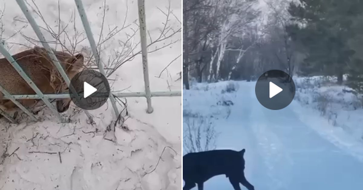 Что-то аномальное: Омск переживает нашествие кослуь