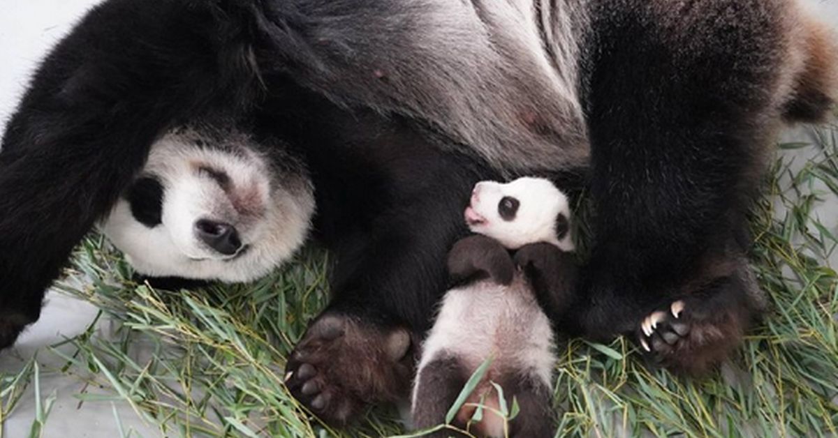 Юная малышка-панда встретит московскую зиму уже покрывшись шерсткой
