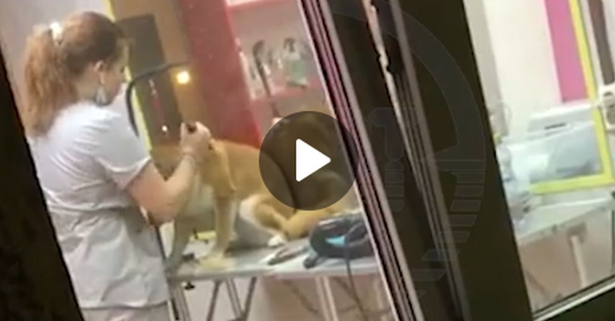 Жестокий груминг: владельцы уральских собачек обнаружили салон, обижающий питомцев