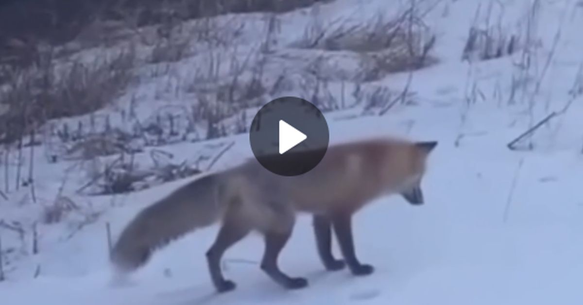 Изящный прыжок мордочкой в снег: охота подмосковной лисы попала на видео