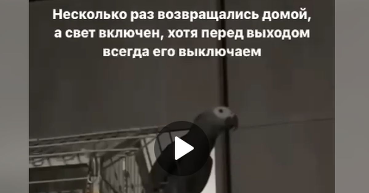 Попугай в «умном доме»: говорящая птица научилась самостоятельно включать свет 