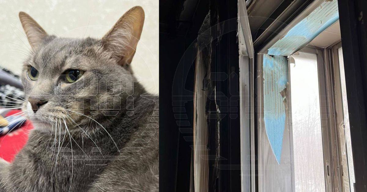 Умный кот Кузя спас московского школьника от пожара
