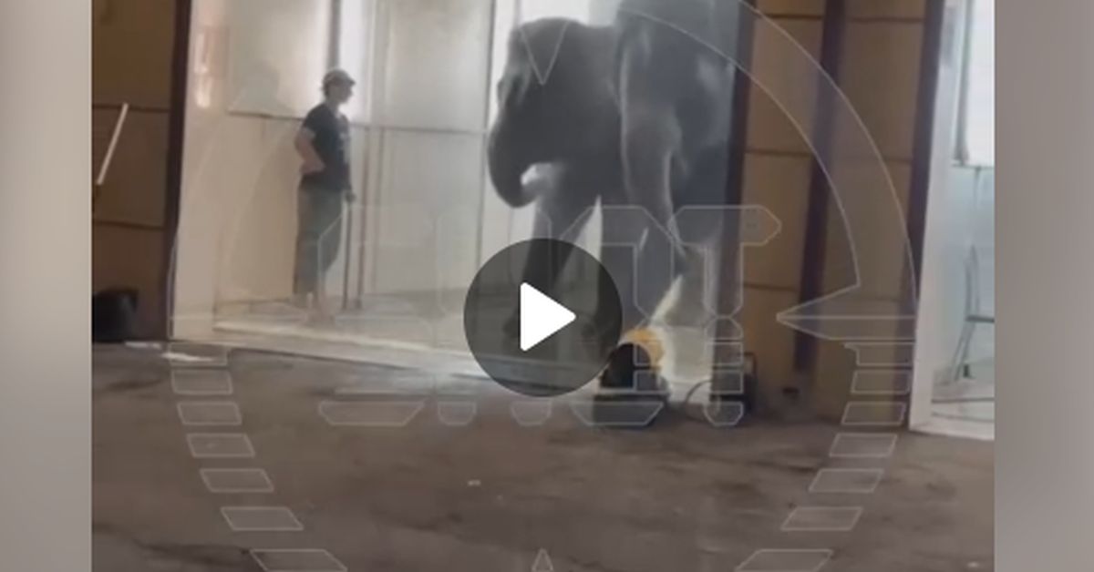 Милейшее видео из Владикавказа: слоны принимают душ на автомойке