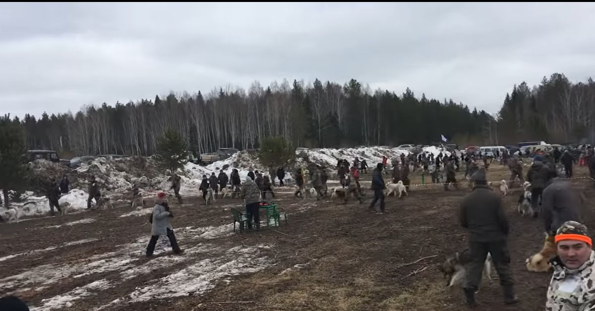 Интересно побывать на выставке собак